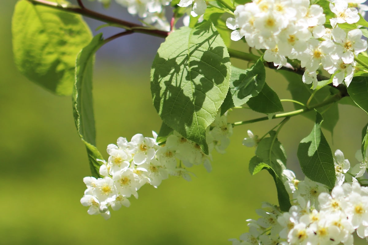 Traubenkirsche - Prunus padus