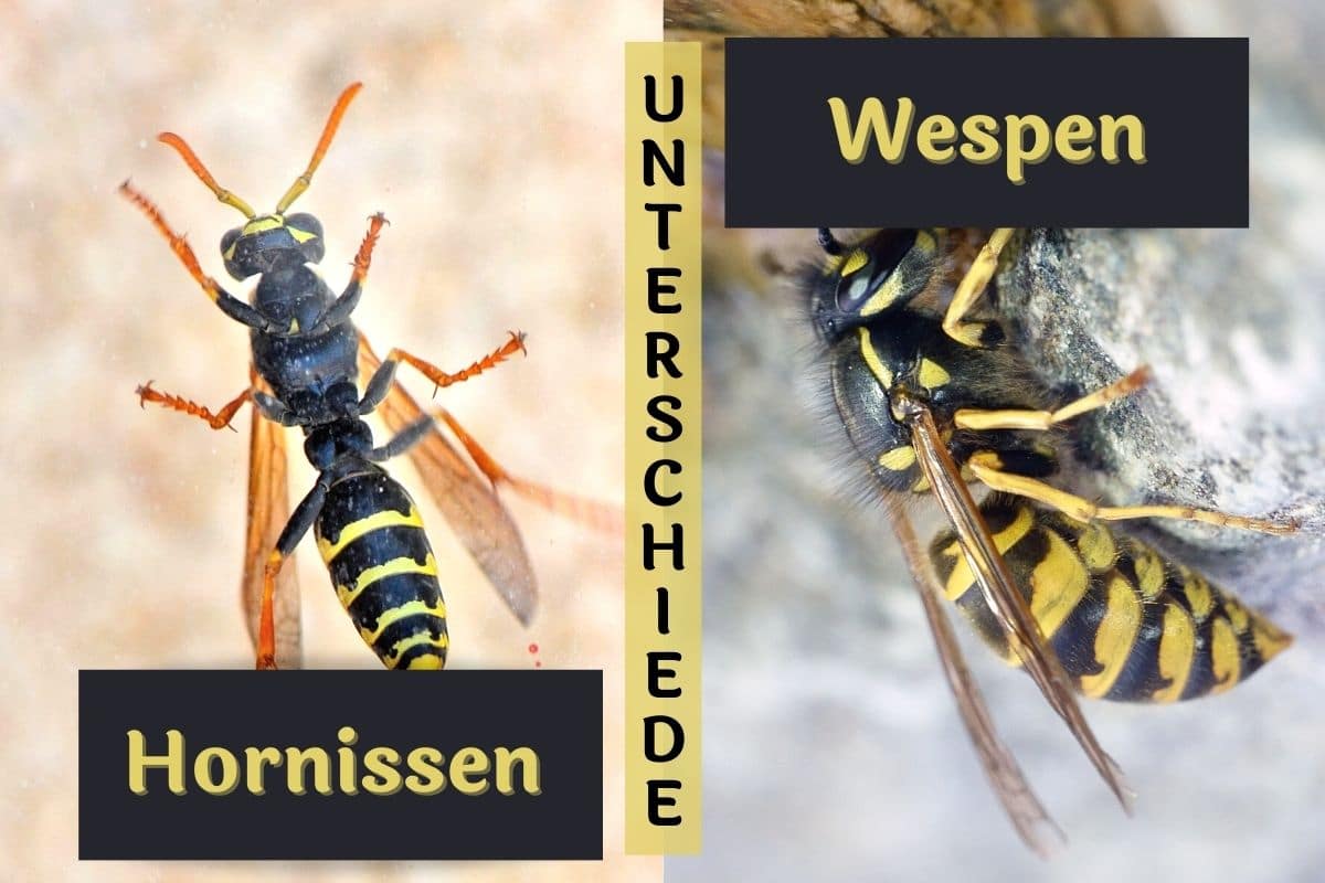 Unterschiede Wespen und Hornissen