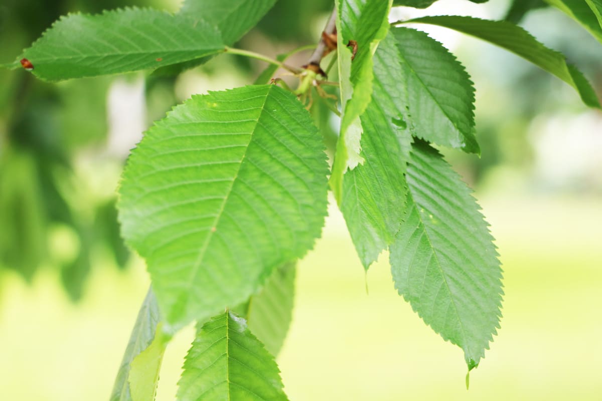 Vogelkirsche - Prunus avium