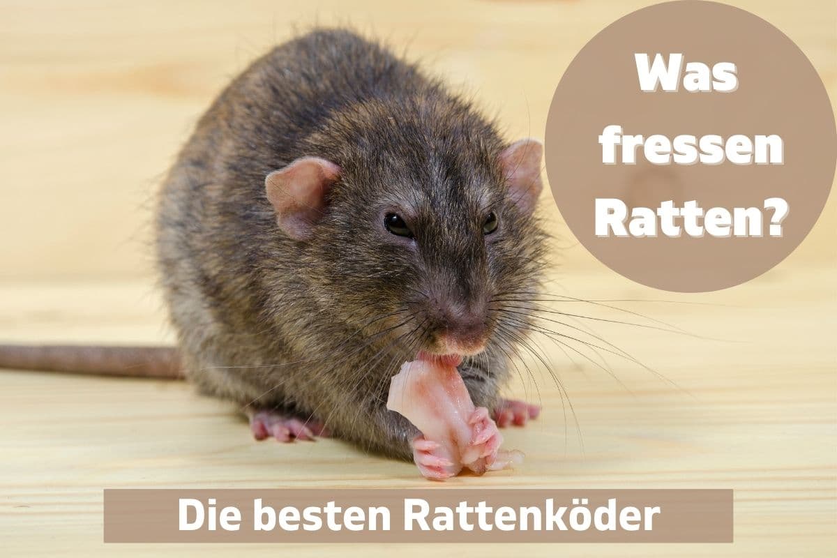 Was fressen Ratten - Die besten Rattenköder