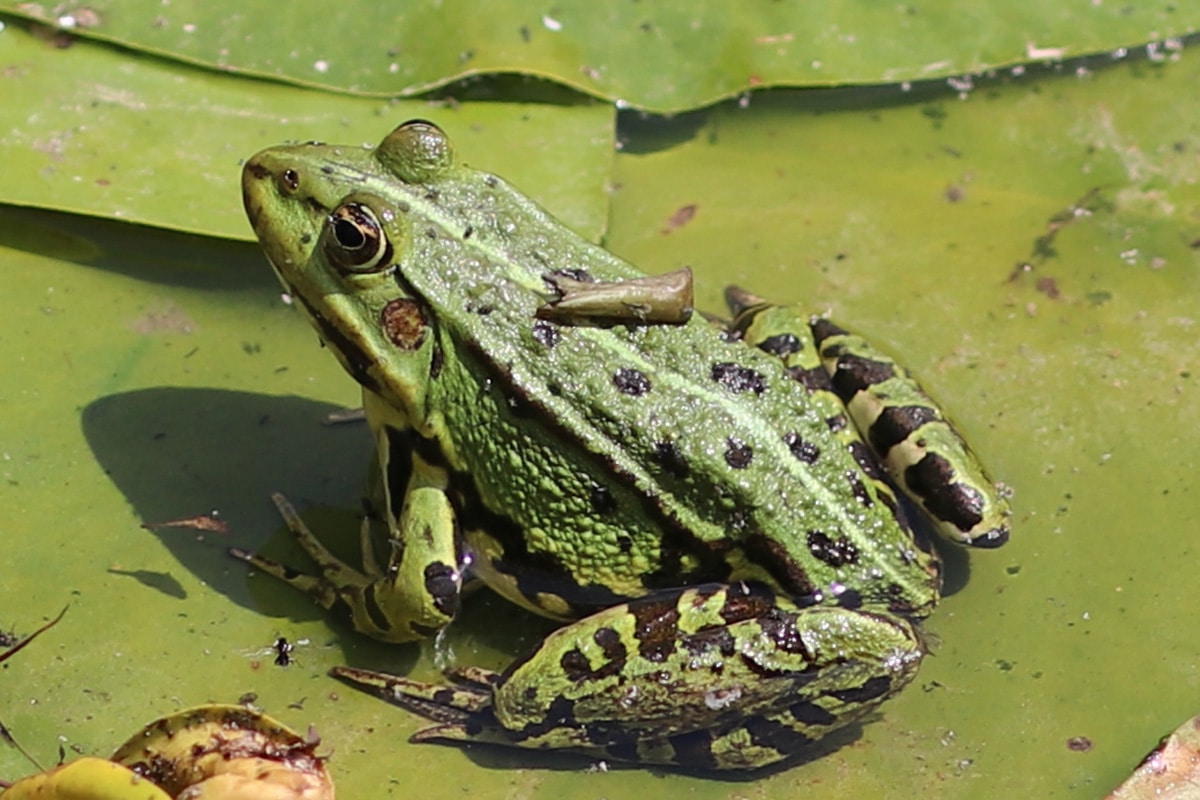 Wie überwintern Frösche - Wasserfrosch