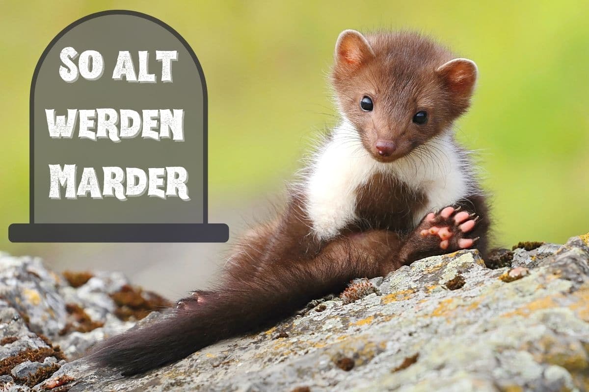 Wie alt werden Marder