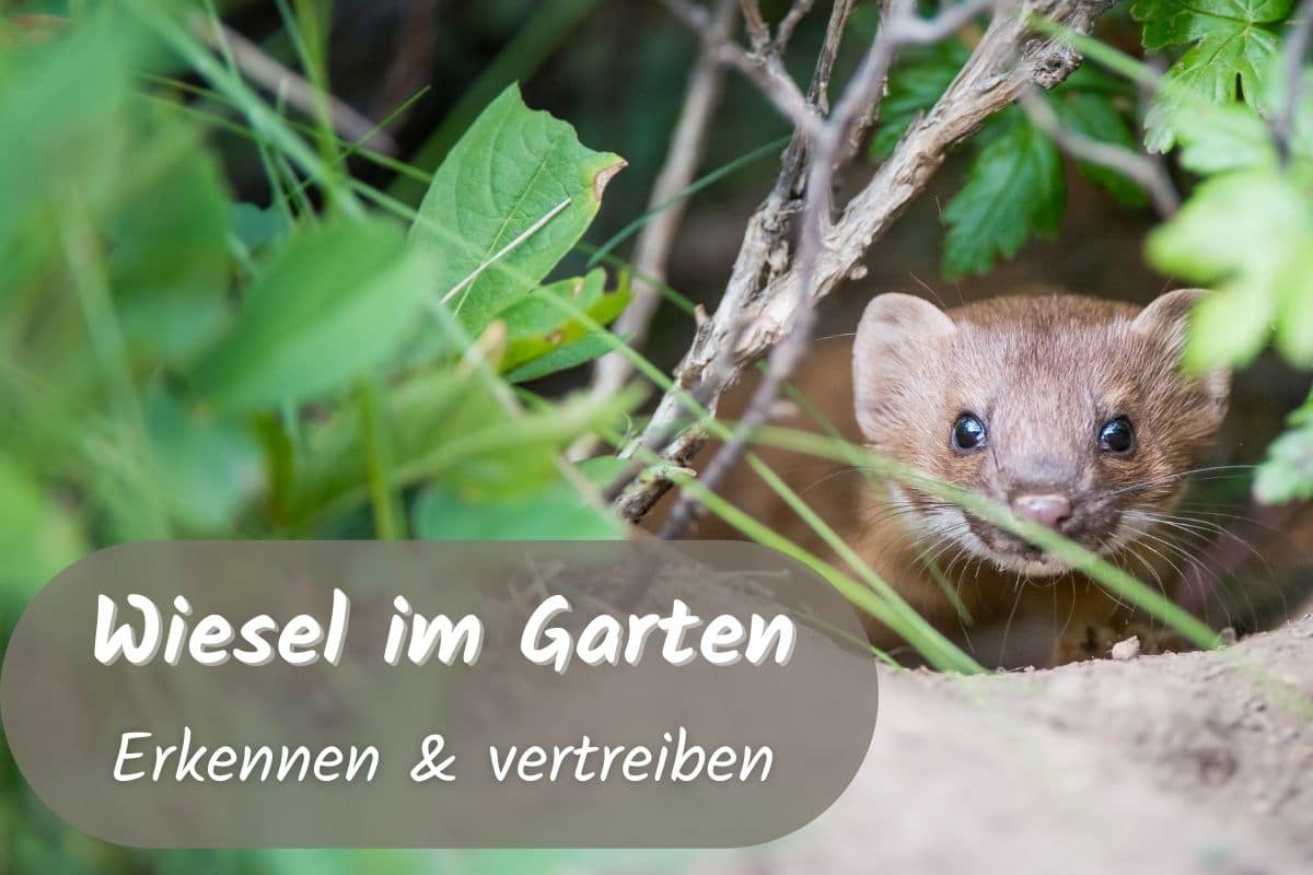 Wiesel im Garten