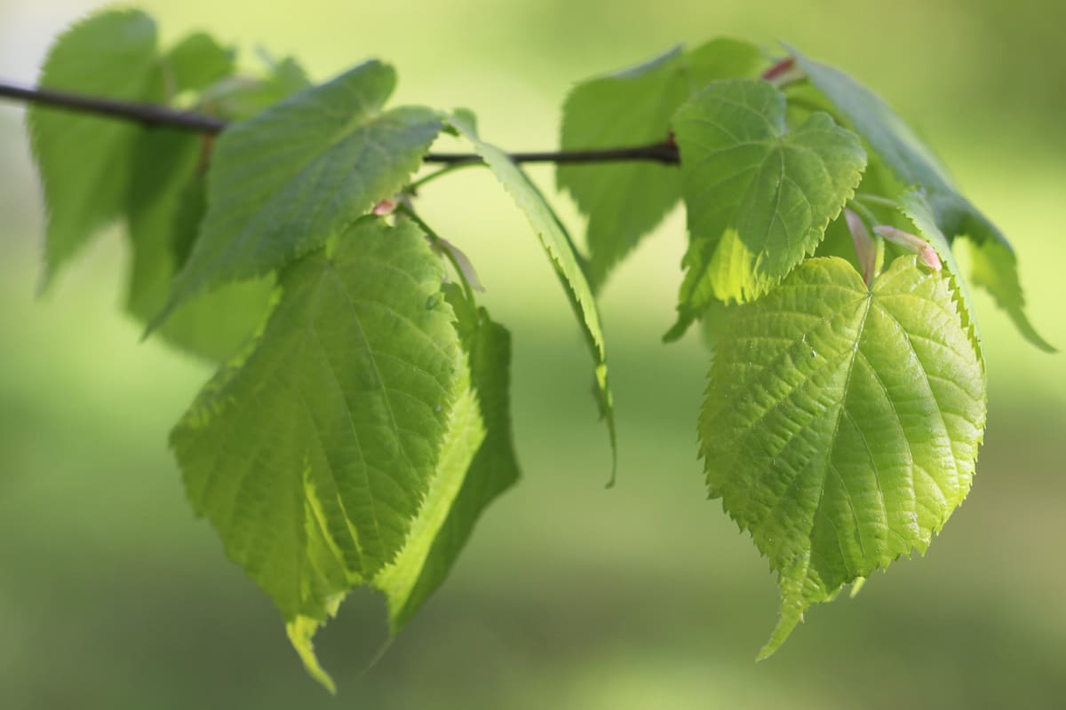 Winter-Linde - Tilia cordata