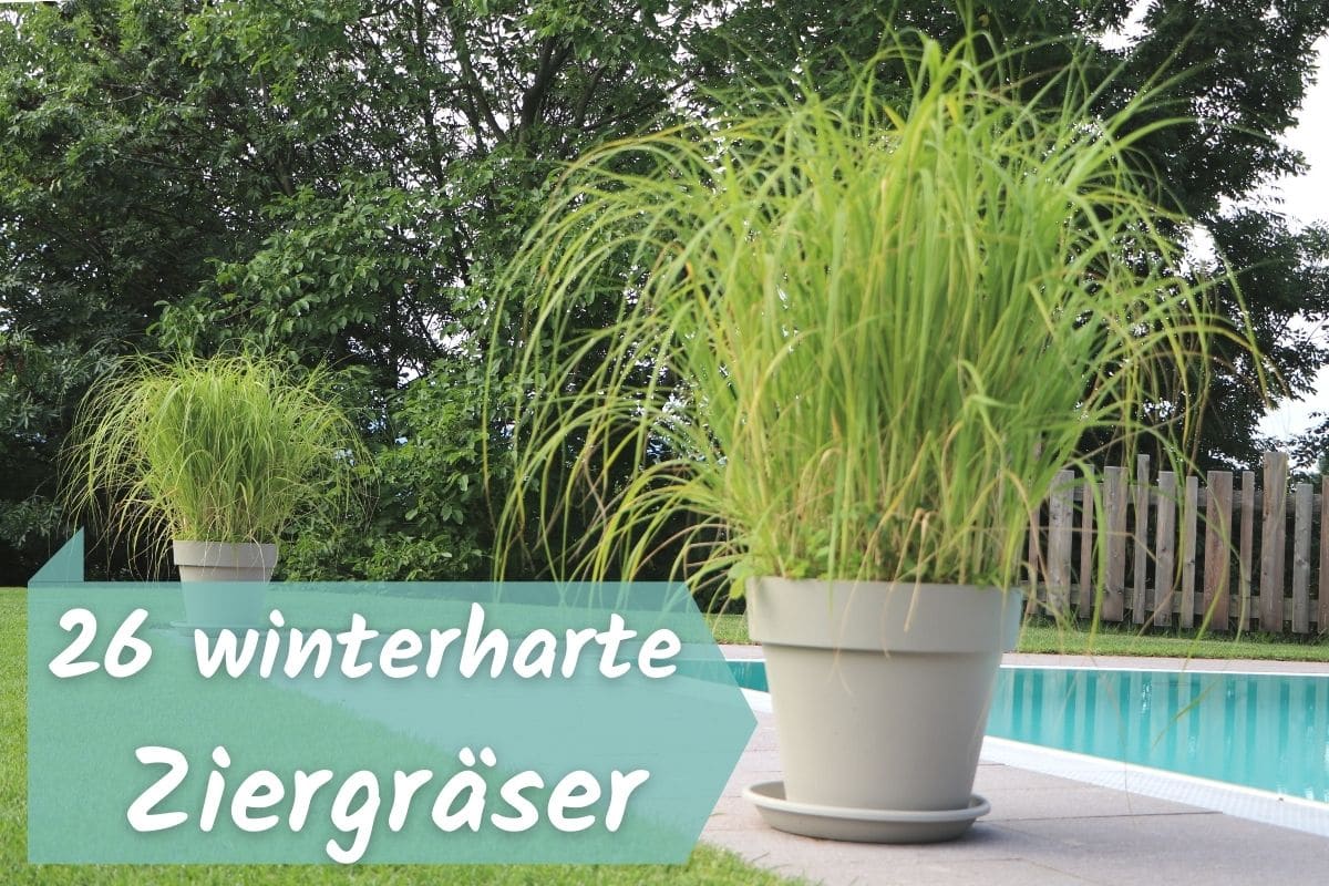 Winterharte Ziergräser