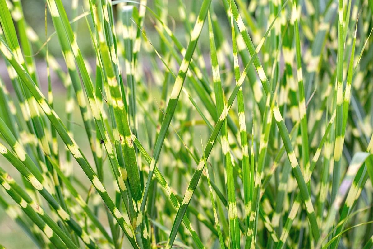 Winterharte Ziergräser - Miscanthus sinensis 'Zebrinus'