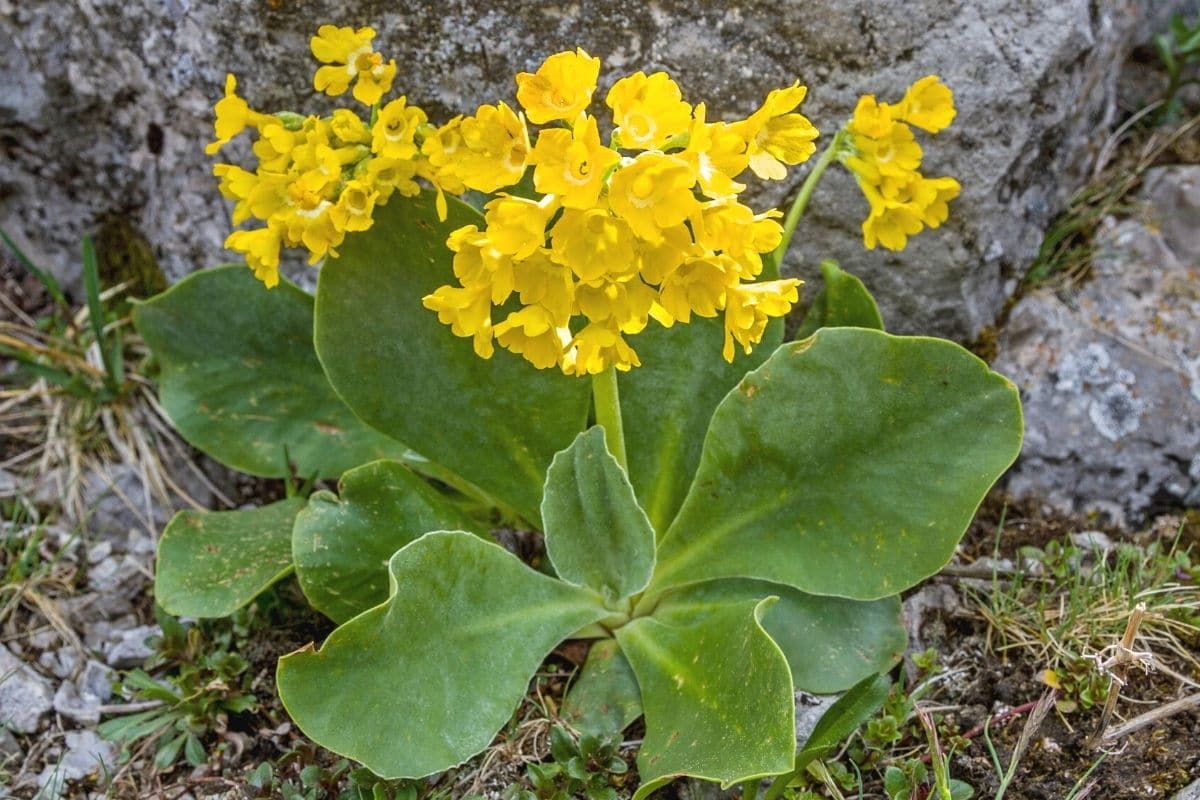 Gelbe Frühblüher - Alpen-Primel