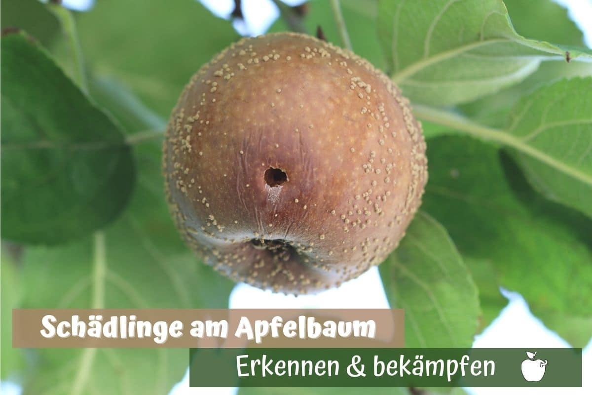 Apfelbaum-Schädlinge