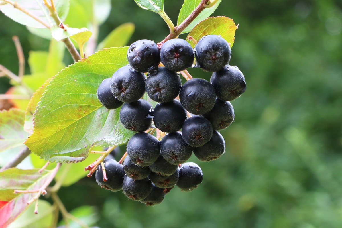 Pflanzen mit schwarzen Beeren - Apfelbeere