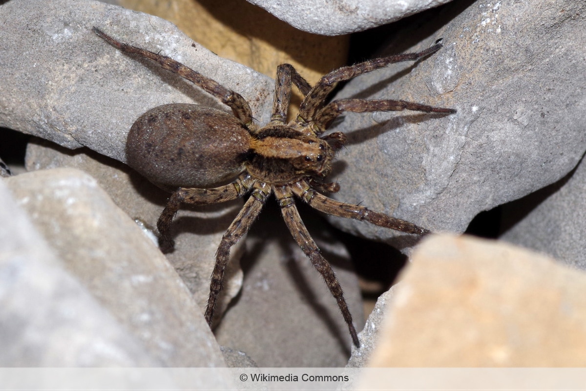 Apulische Tarantel - Lycosa tarantula