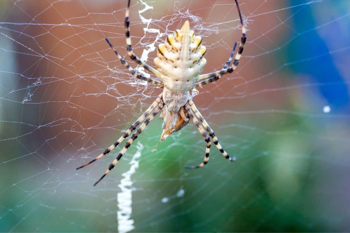 Spinnenarten - Argiope lobata