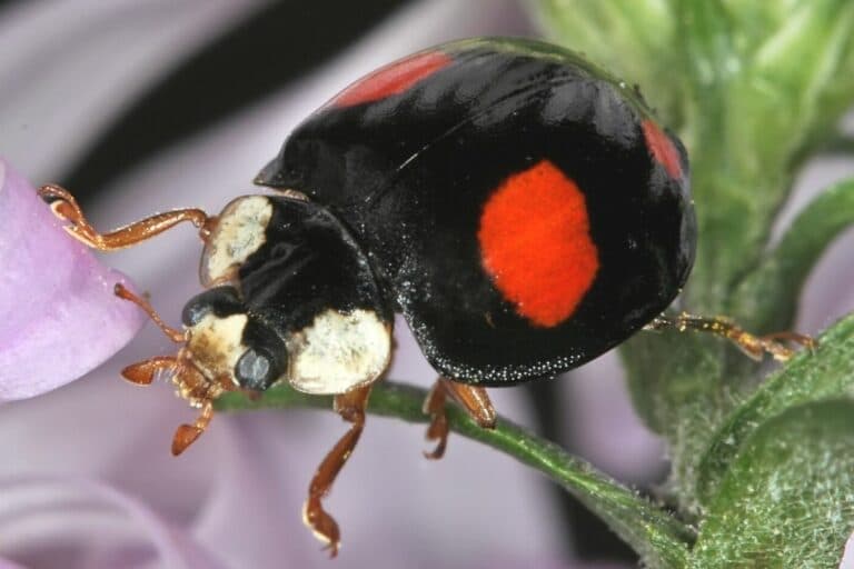 Schwarzer Käfer mit roten Punkten: wer ist es? - Gartenrat.de