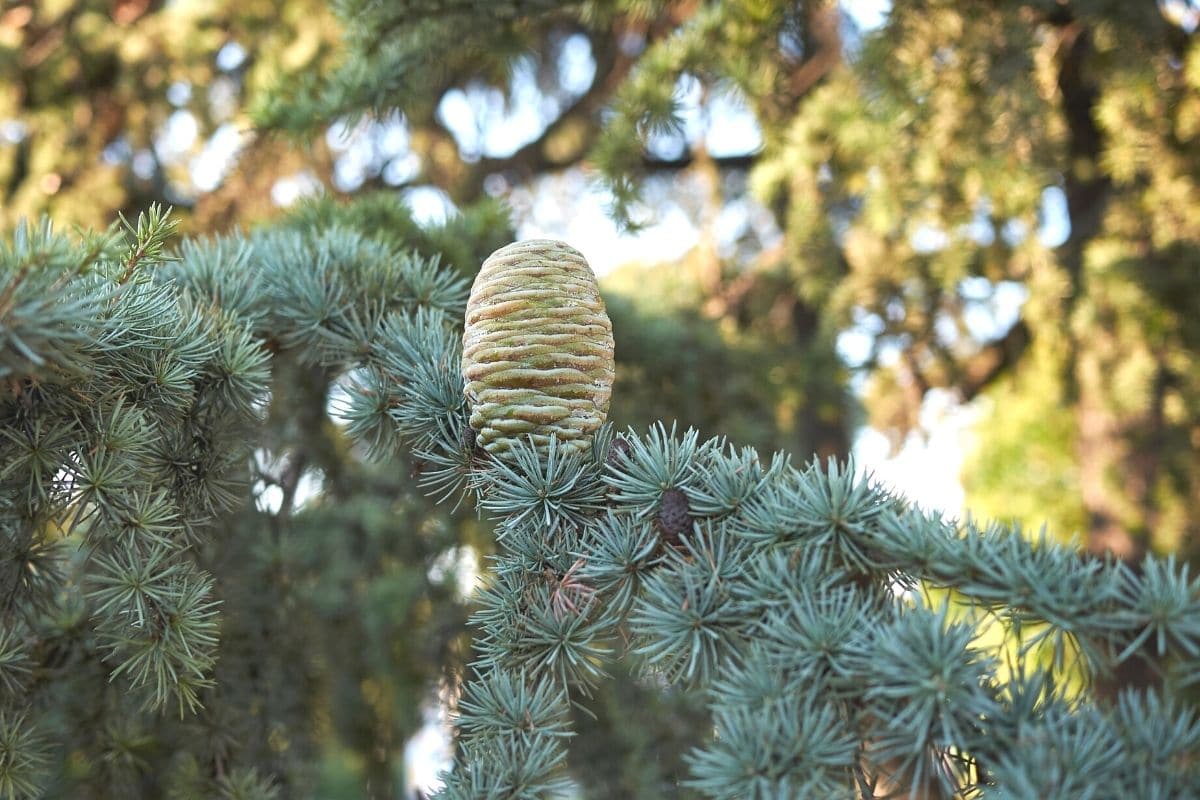 Atlas-Zeder - Cedrus atlantica