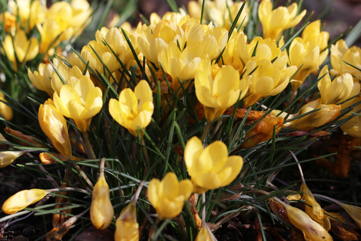 Blütezeit Krokusse - Balkan-Krokus