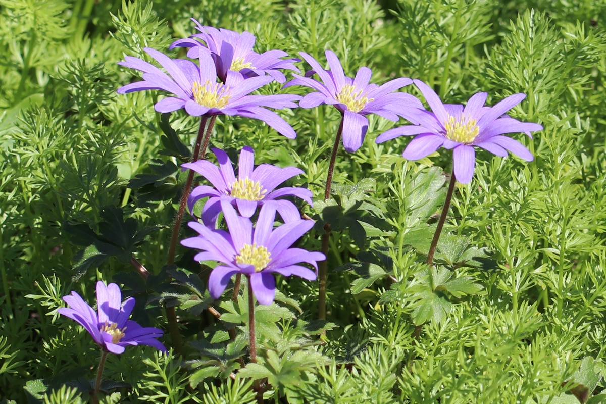 Balkanwindröschen - Anemone blanda