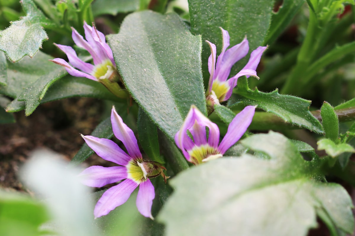 Blaue Fächerblume - Scaevola aemula