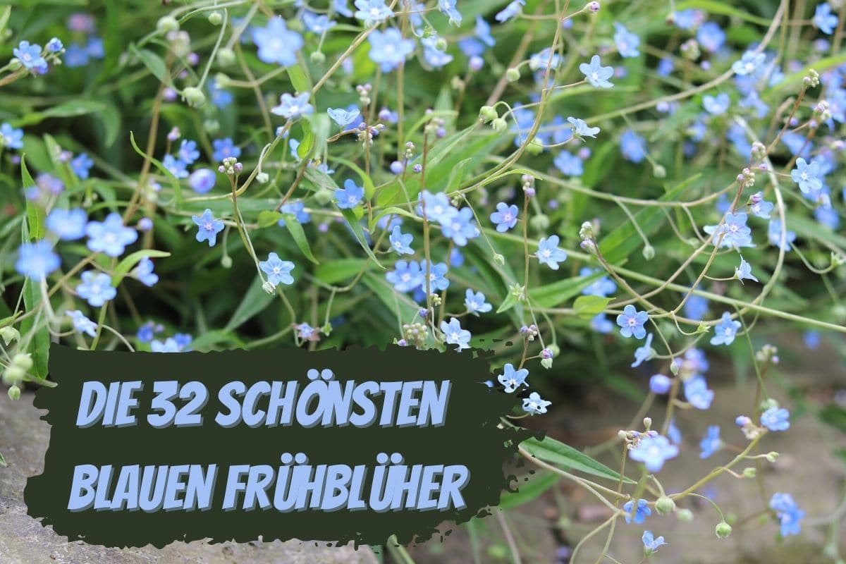 Blaue Frühblüher - Frühlings-Gedenkemein