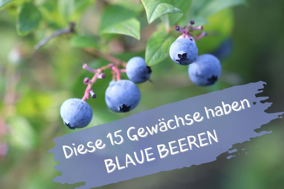 Blauen Beeren - Heidelbeeren