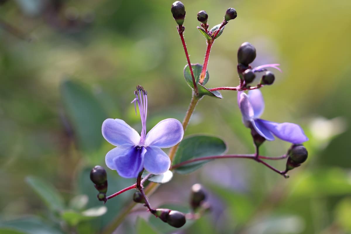 Blauflügelchen - Clerodendrum ugandense