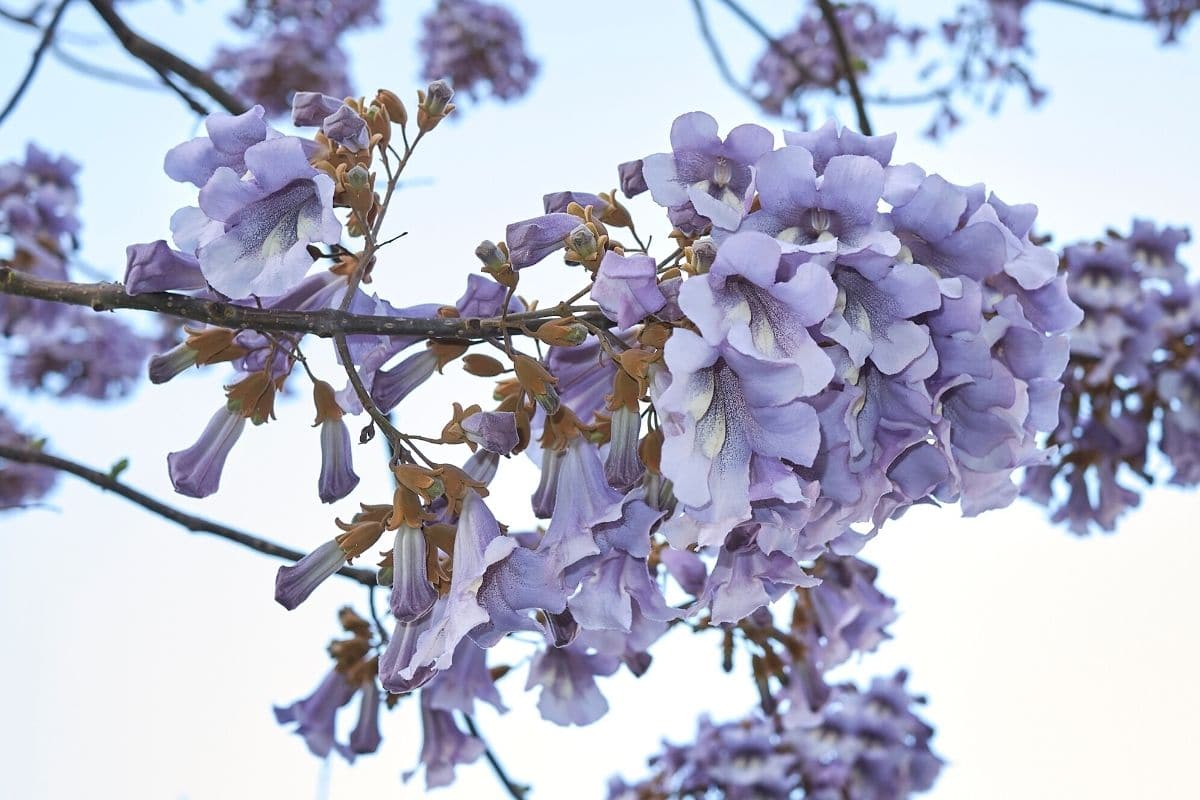 Blauglockenbaum - Paulownia tomentosa