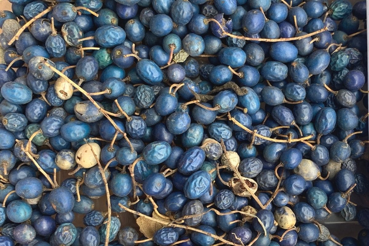 Blueberry Ash - Elaeocarpus reticulatus