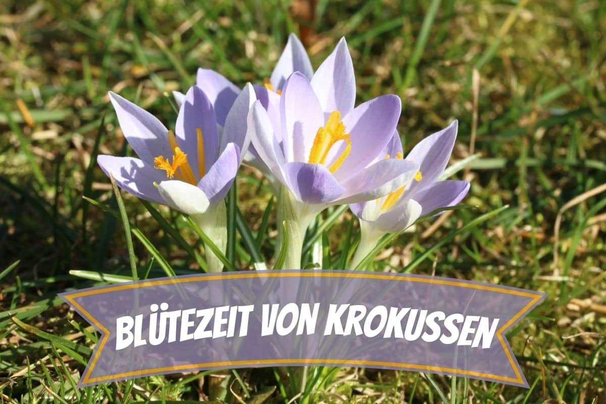 Blütezeit von Krokussen