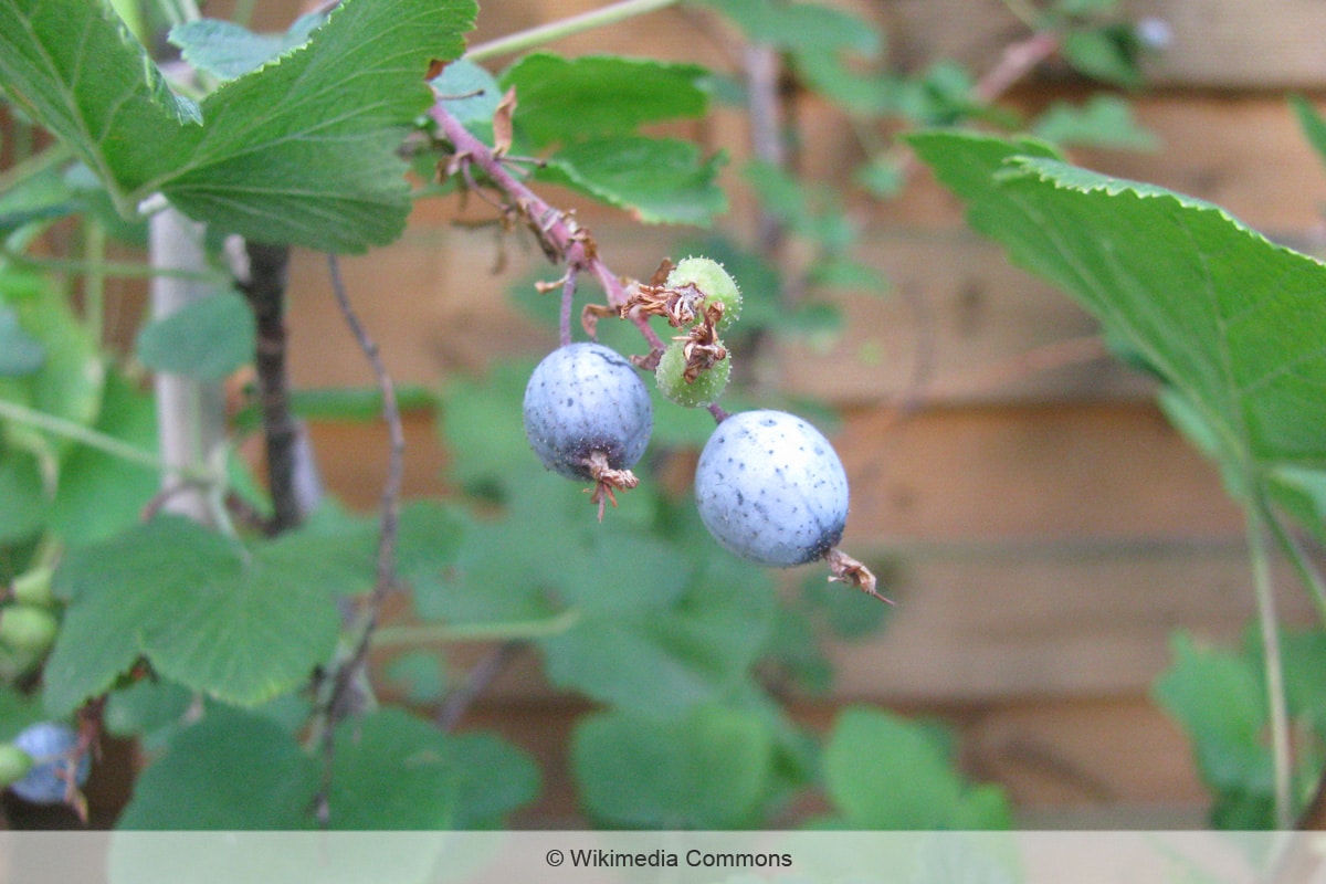 Lila Beeren - Blutjohannisbeere