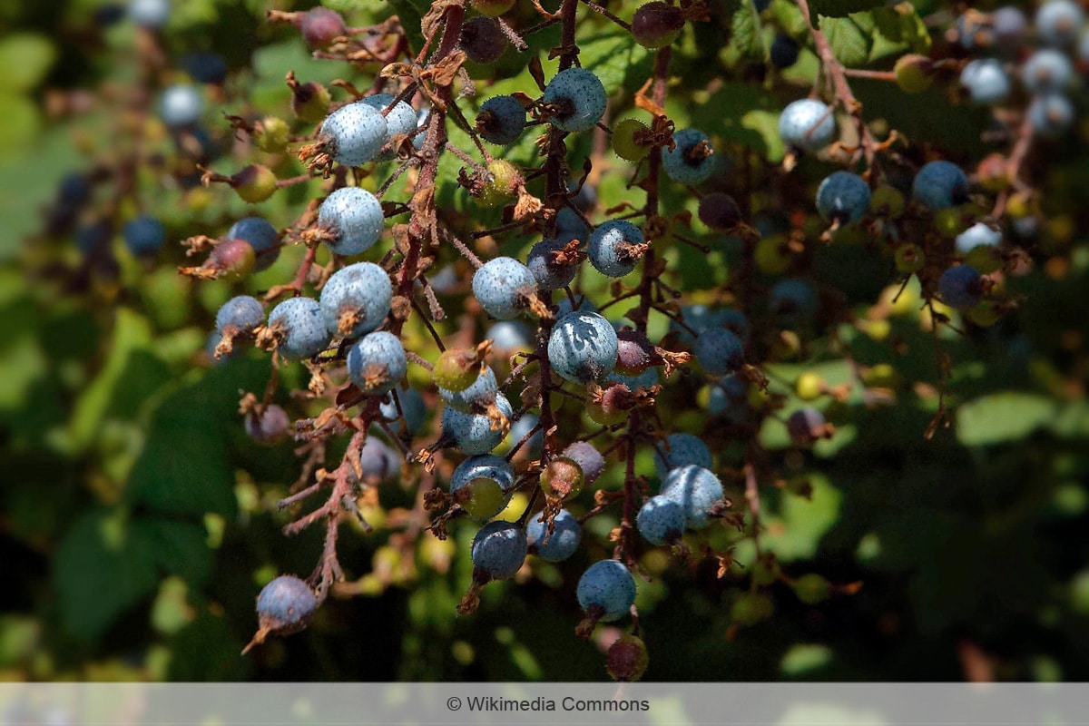 Blutjohannisbeere - Ribes sanguineum