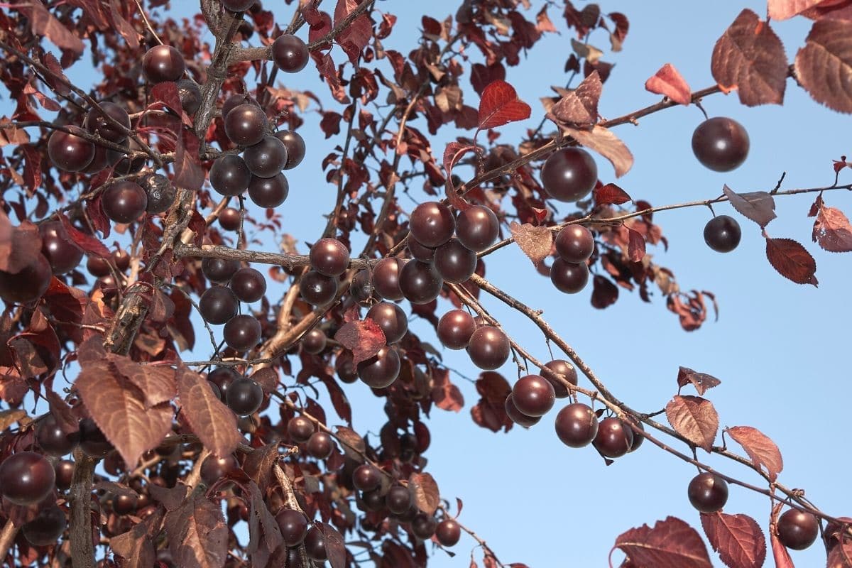 Blutpflaume - Prunus cerasifera nigra