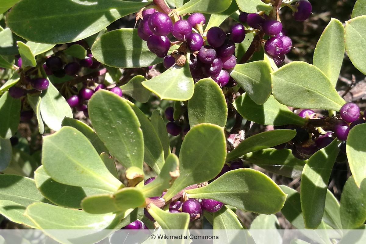 Lila Beeren - Myoporum insulare