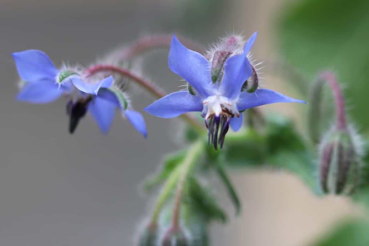 Borretsch - Borago officinalis