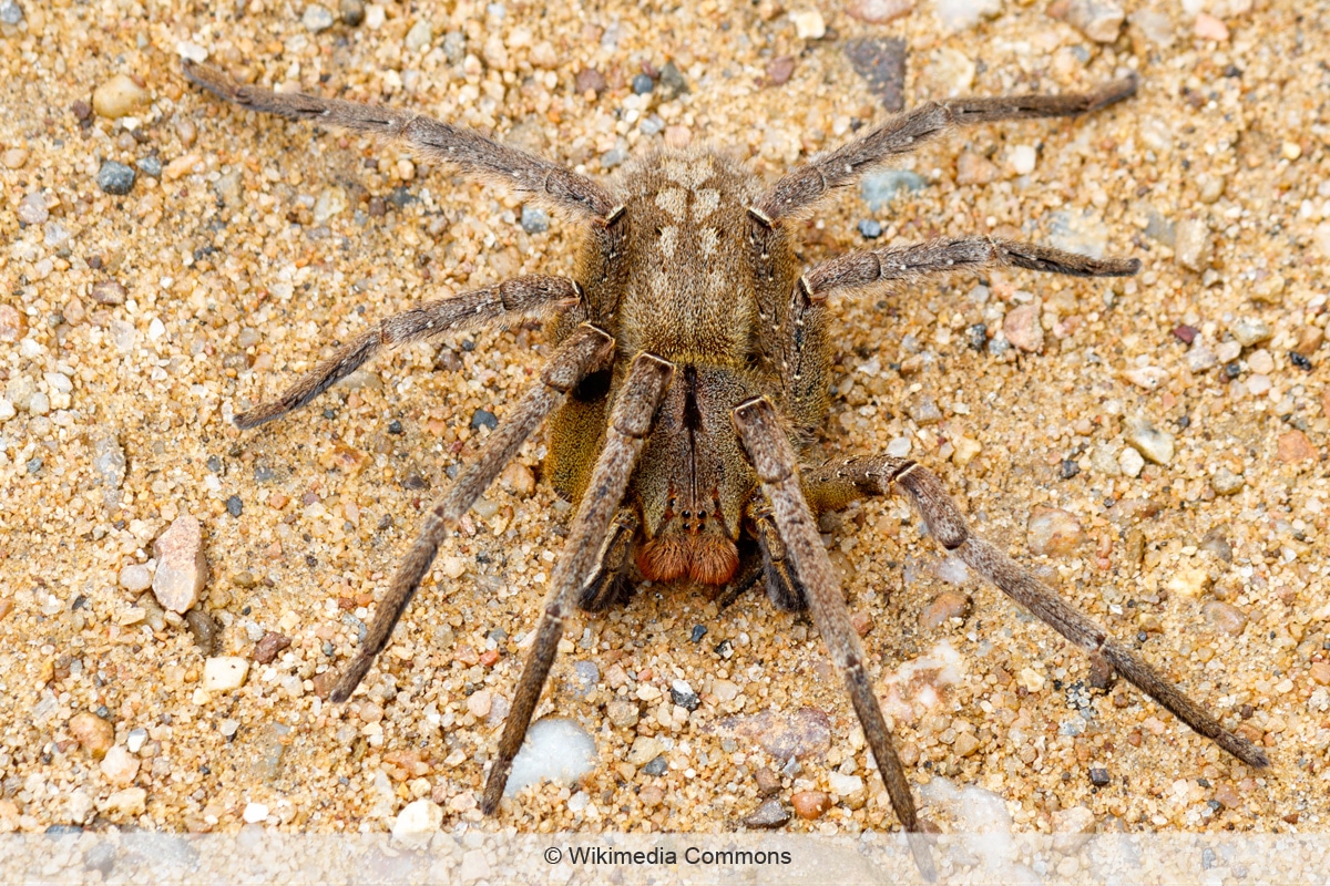 Brasilianische Wanderspinne - Phoneutria nigriventer