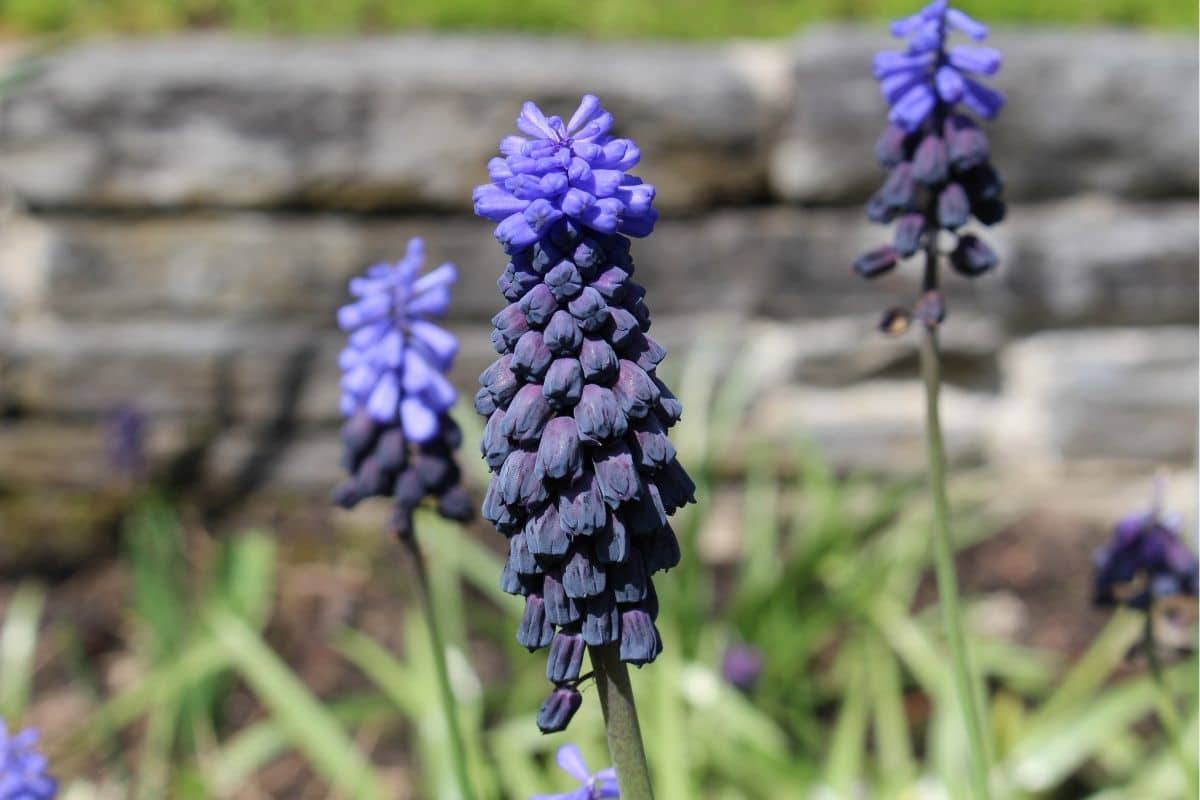 Breittblättrige Traubenhyazinthe - Muscari latifolium