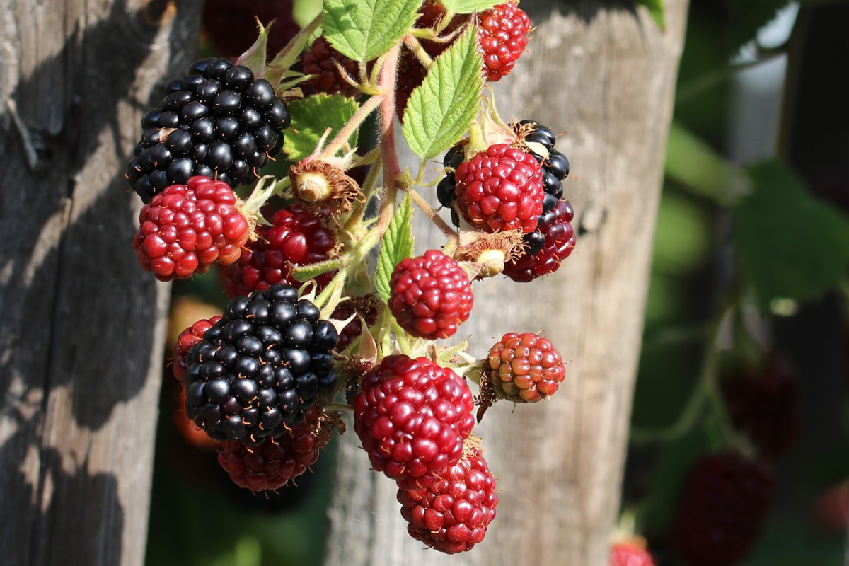 Brombeeren