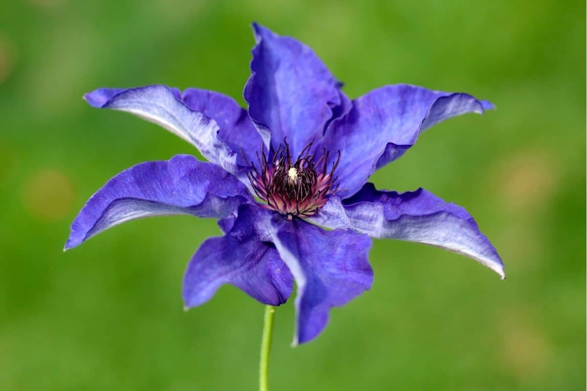 Clematis 'The President'