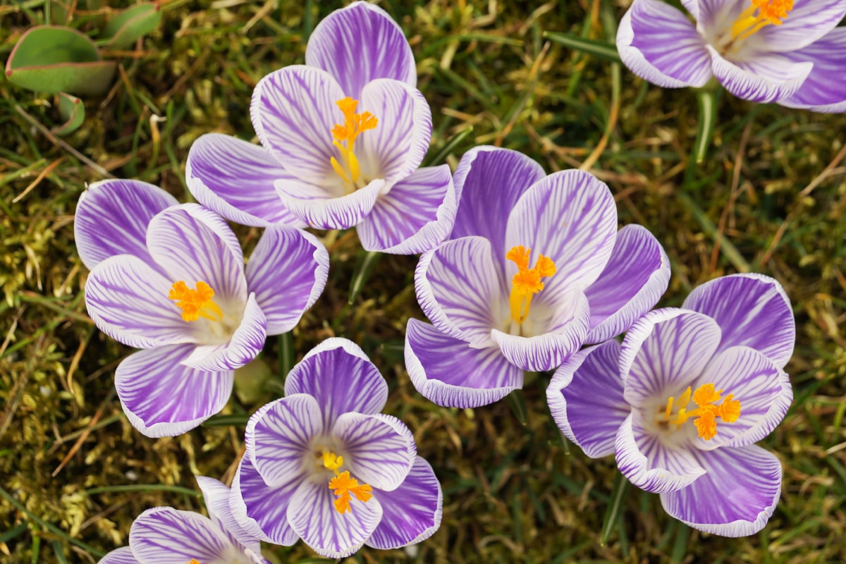 Krokus 'Pickwick'