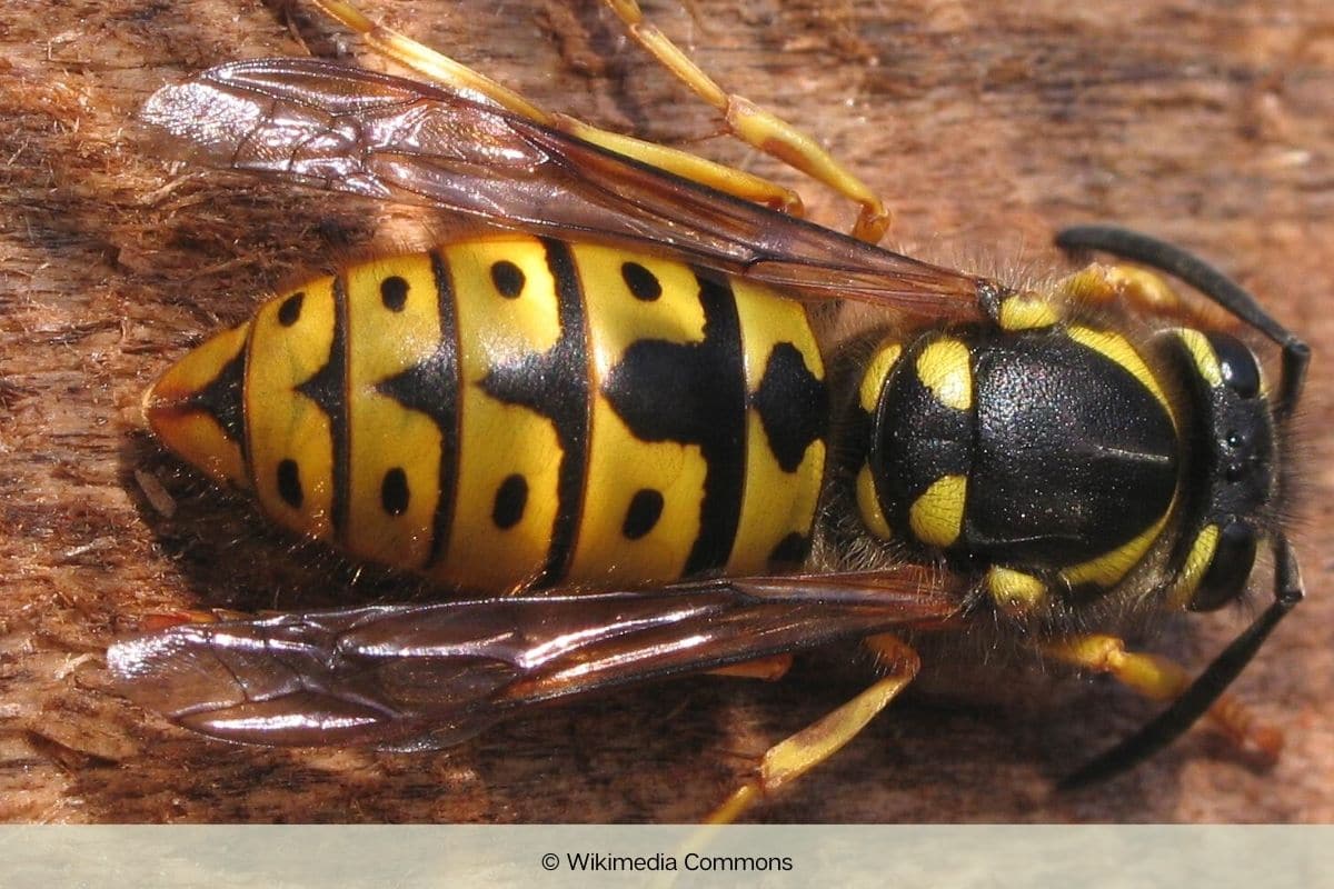 Deutsche Wespe - Vespula germanica