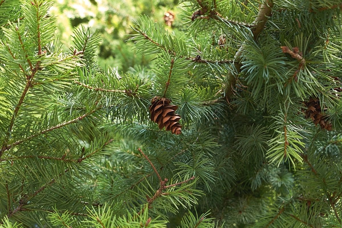 Douglasie - Pseudotsuga menziesii