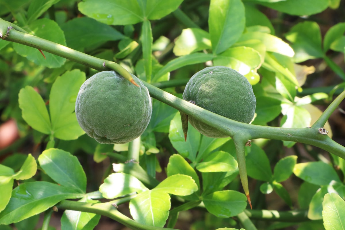 Dreiblättrige Orange - Poncirus trifoliata