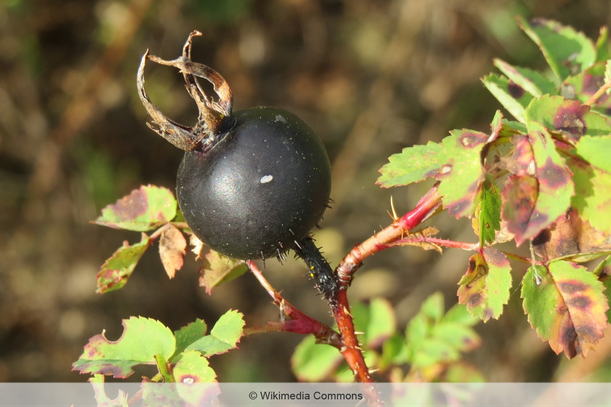 Schwarze Beeren- Dünenrose