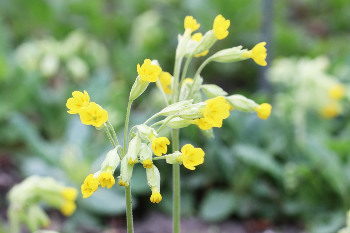 Echte Schlüsselblume - Primula veris