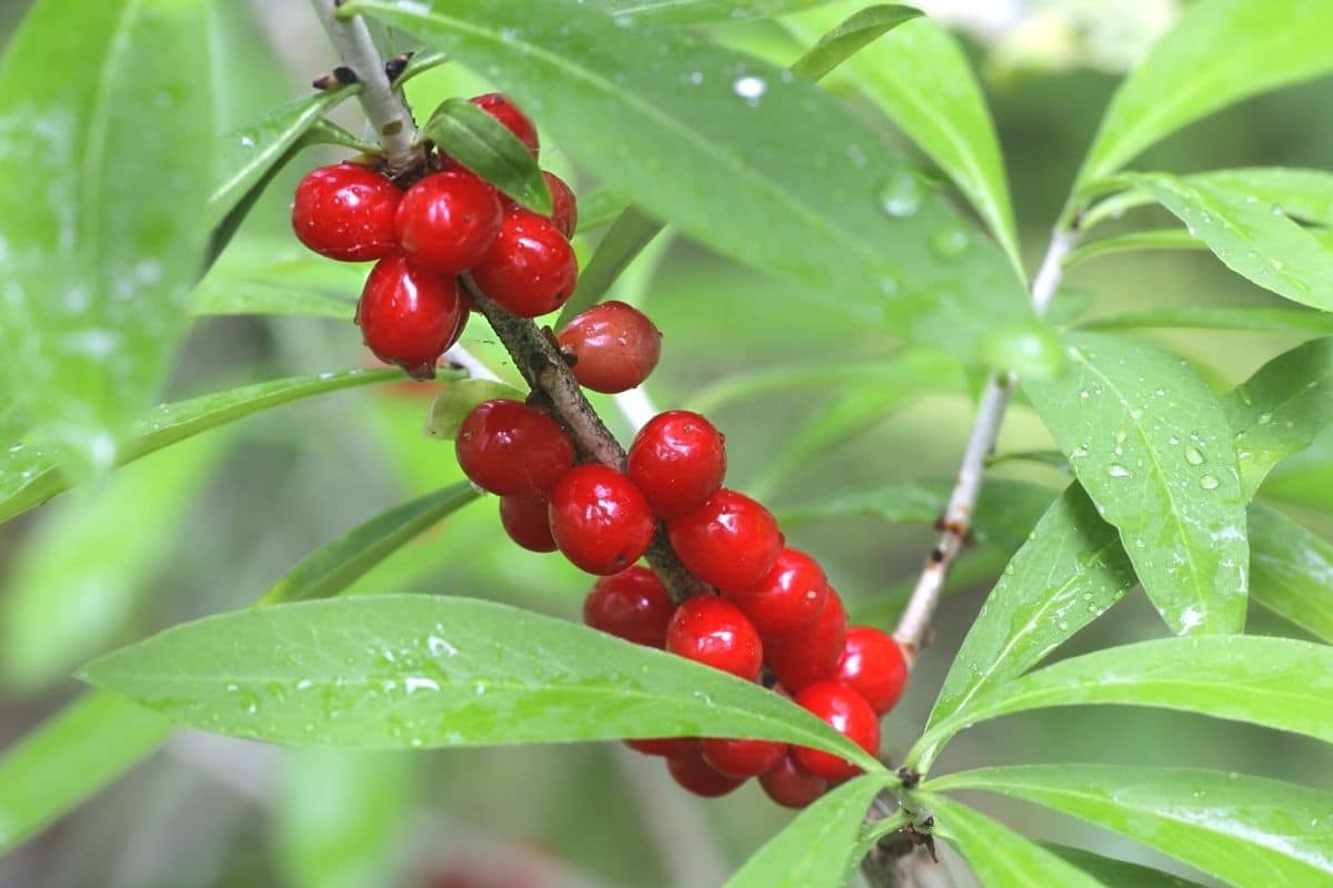 Echter Seidelbast - Daphne mezereum