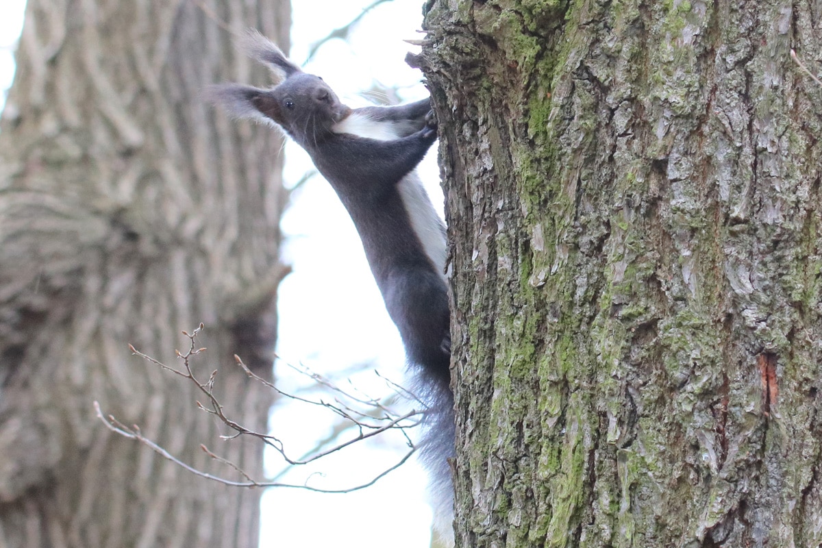 Eichhörnchenarten - Dunkleres Sciurus vulgaris