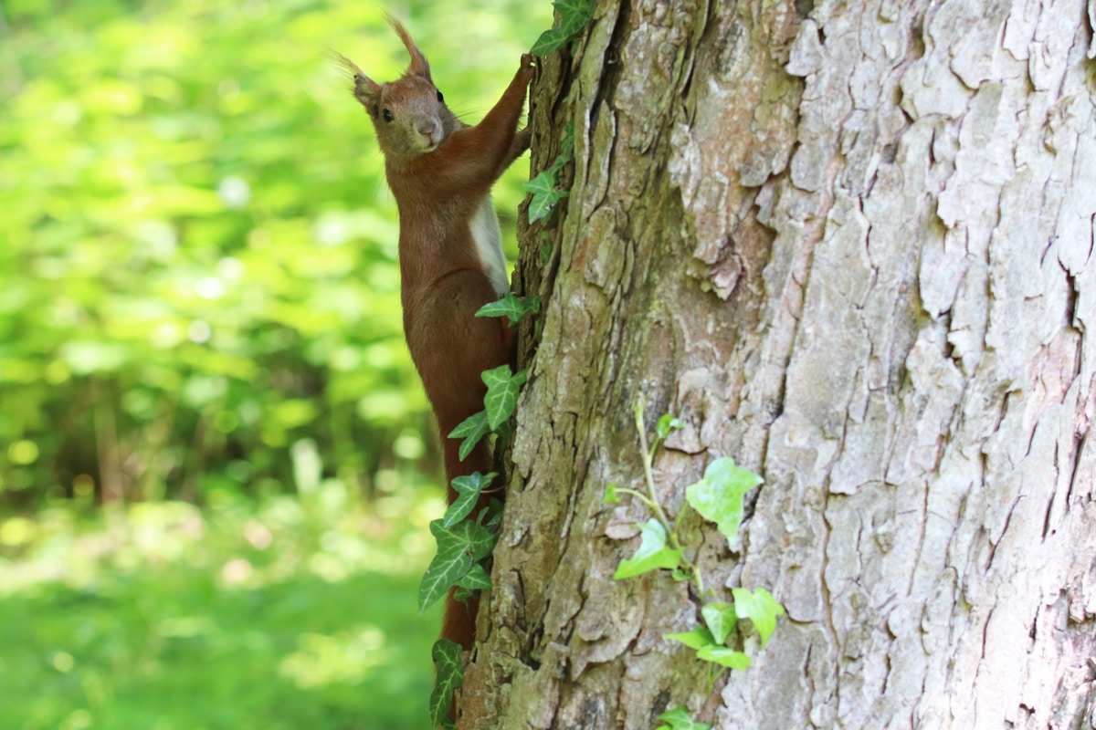 Eichhörnchen am Baum