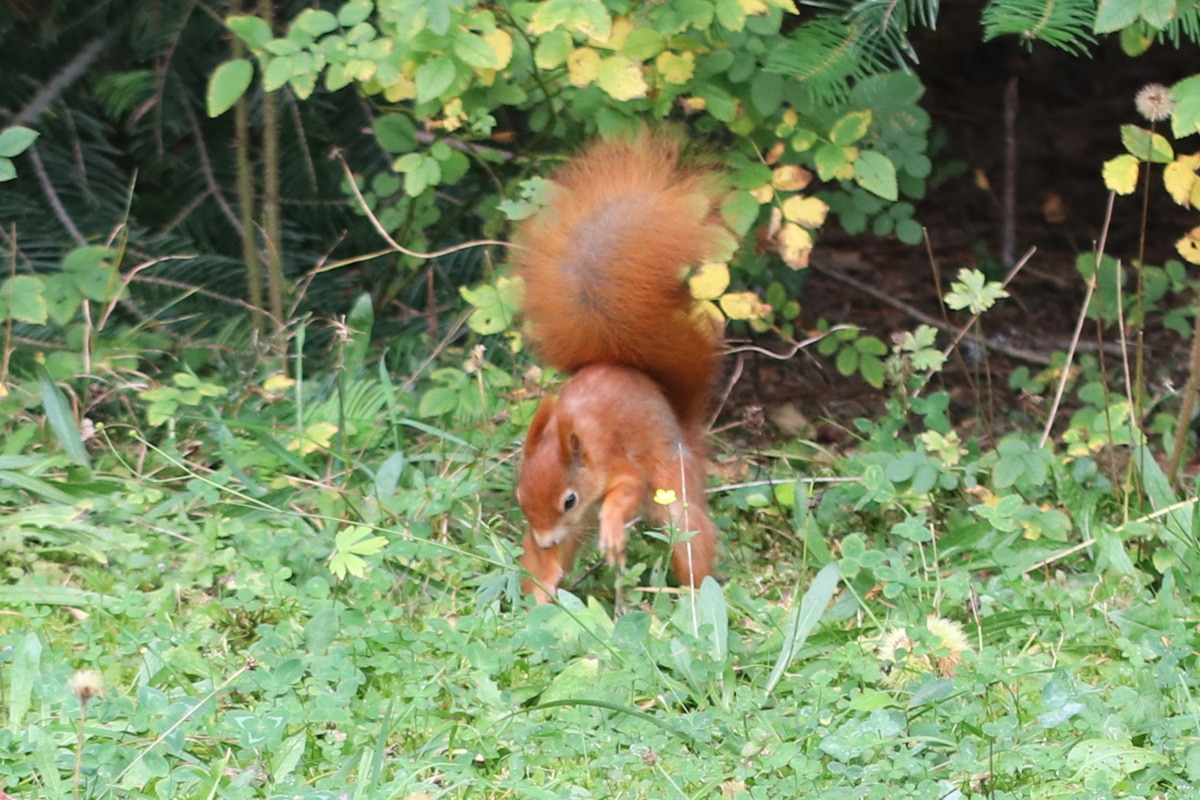 Eichhörnchen-Schwanz