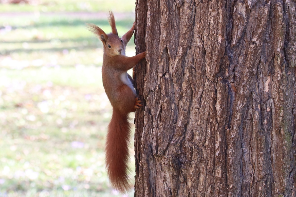 Eichhörnchen an Baum