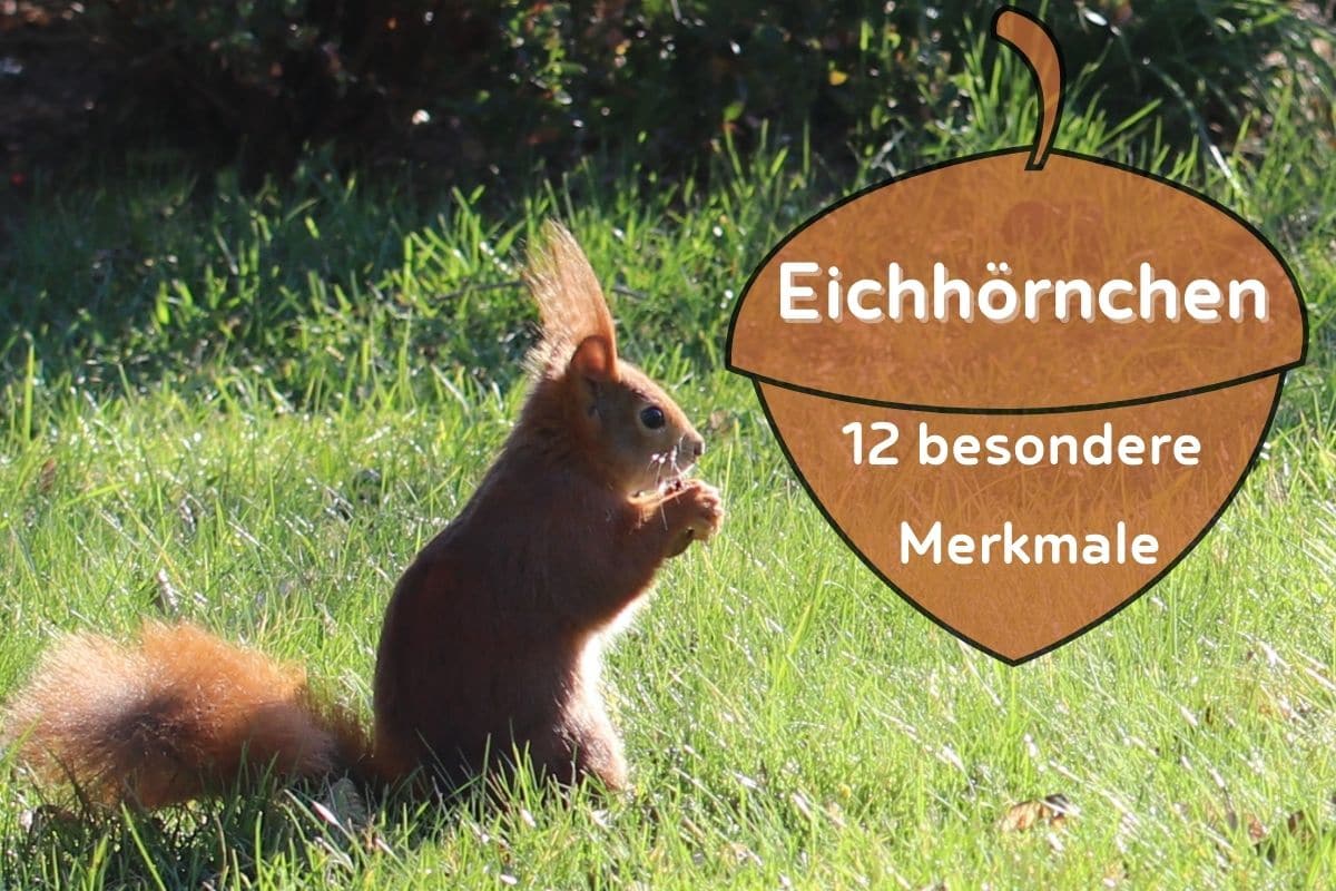 Eichhörnchen