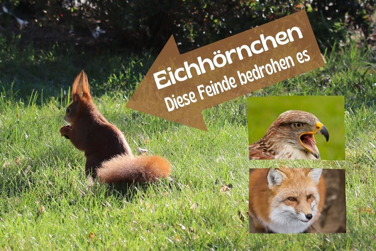 Feinde von Eichhörnchen