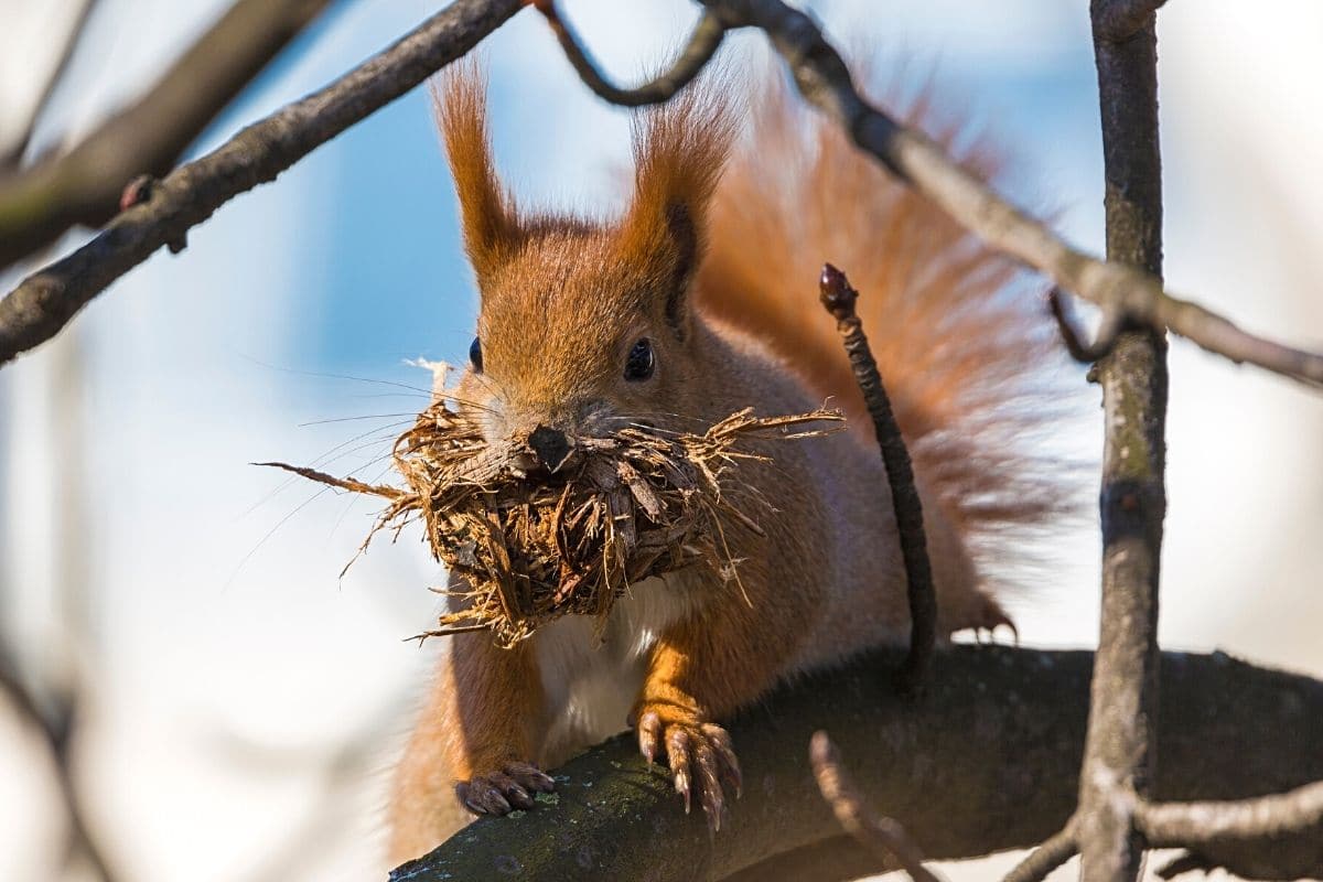 Eichhörnchen beim Nestbau