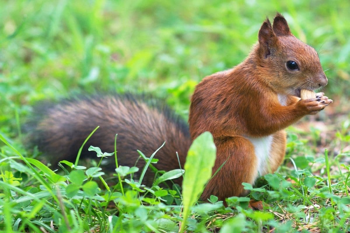 Eichhörnchen beim Fressen